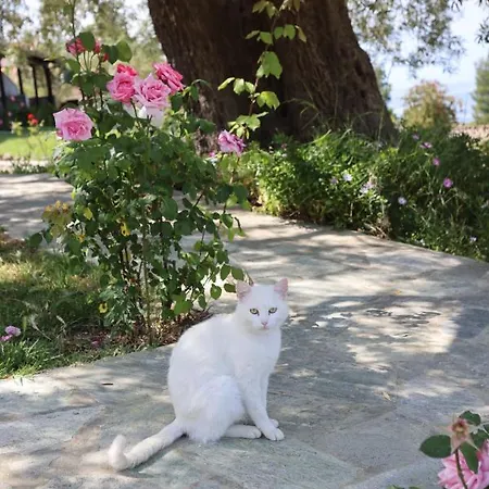 Apartman Peristeridi *