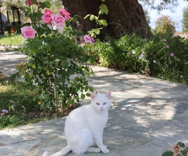 公寓 Magia Peristeridi *